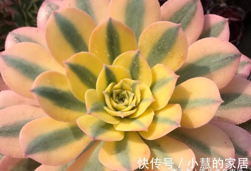 秋天|法师多肉都成功度夏了？来看秋天它们啥时候苏醒，以免阴沟里翻船