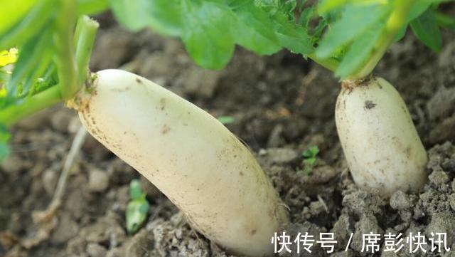 食用价值|怕买到糠心萝卜学会看这3个地方,挑到的个个新鲜脆嫩又水灵