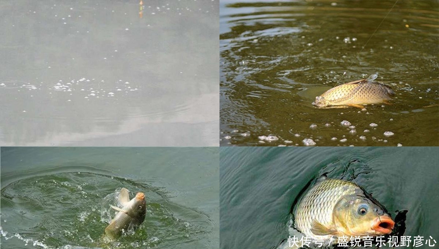 钓鱼|鲤鱼、鲫鱼和青鱼吐泡泡是什么样?图解鲤鱼鲫鱼青鱼的吐泡样式