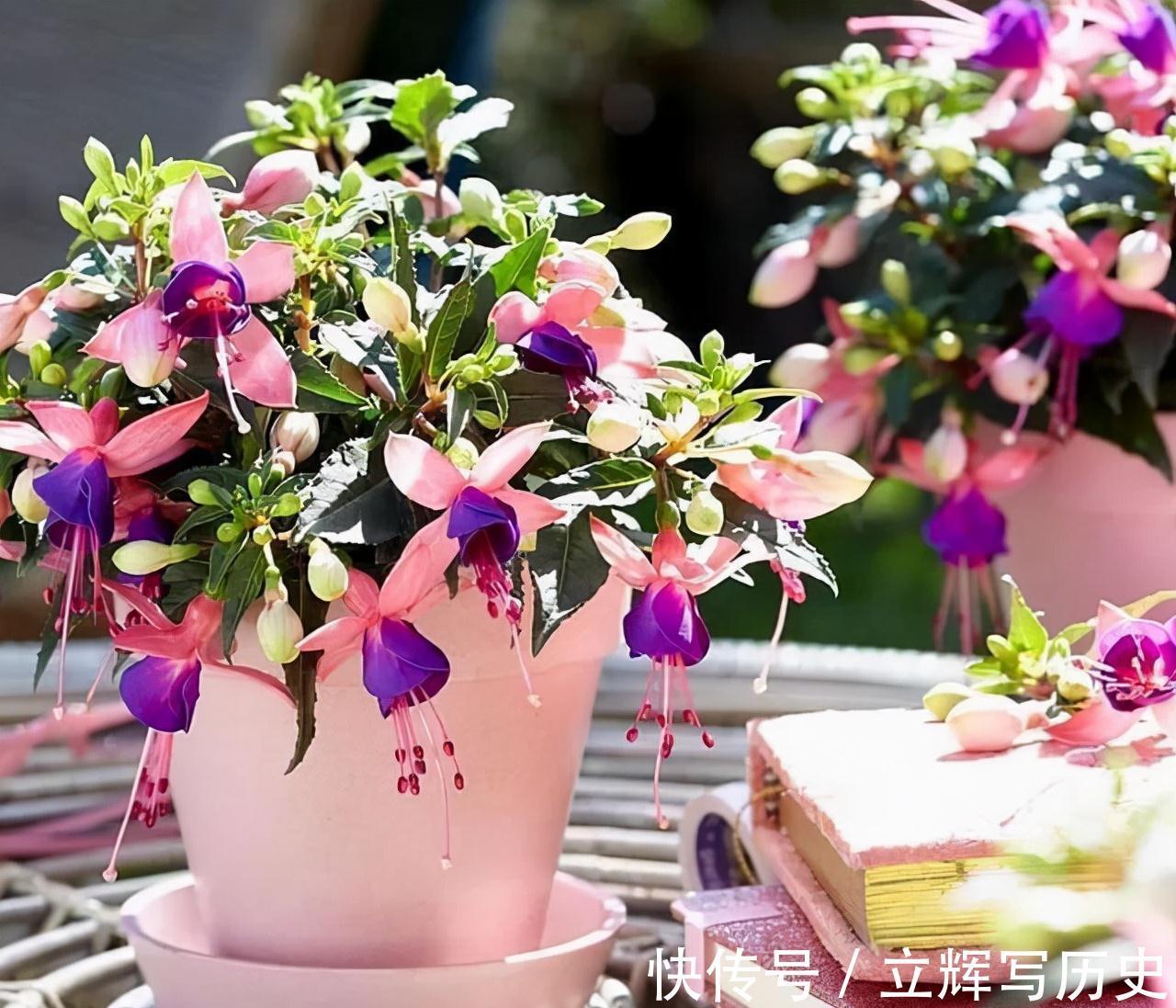 16种花被誉为冬日里的“开花机器”,喜欢就可以养起来,又美又香