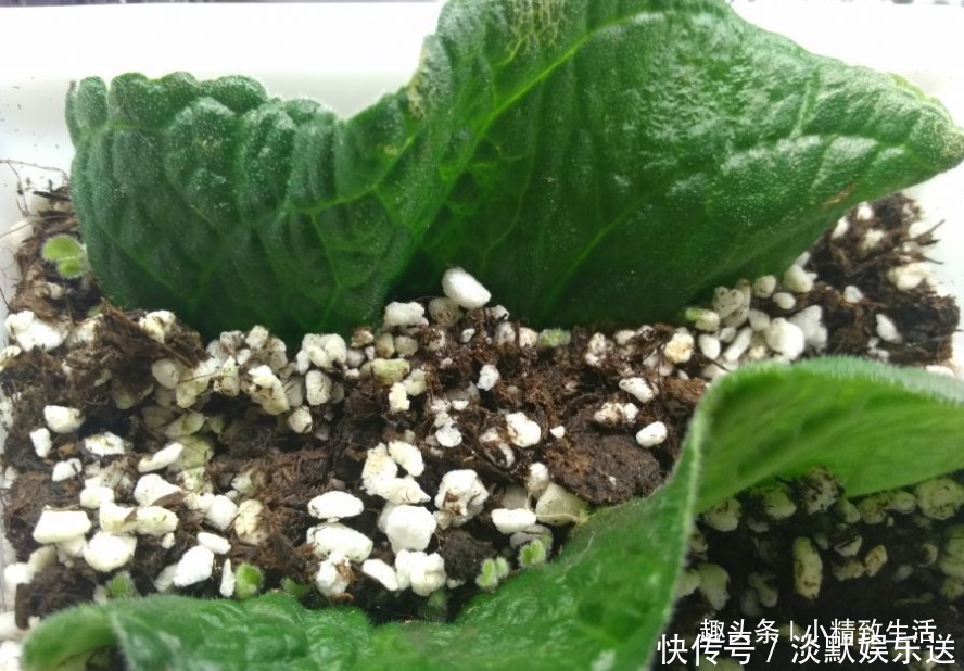 叶子|这种花,摘片叶子划2刀,插土里20天爆小苗,花大形美、颜色艳