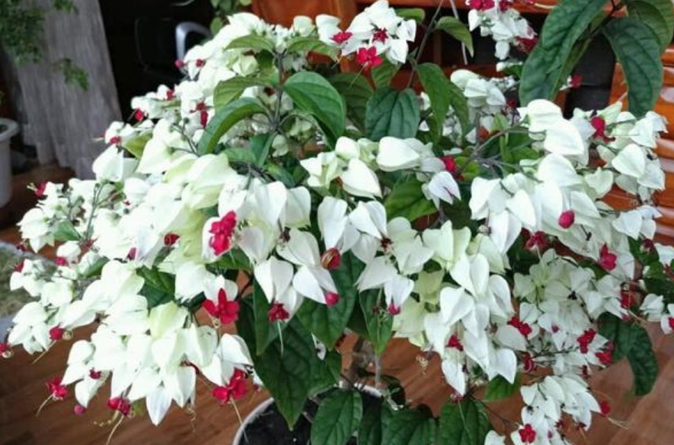 “4种花”吊起来养，开花像瀑布，好养不占地，烂漫迷人！