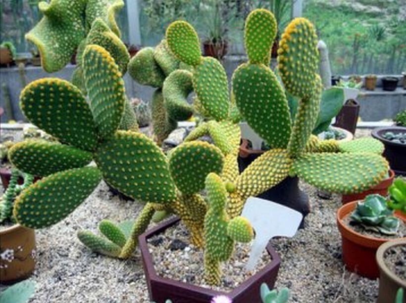 互联网时代|仙人掌防辐射这个说法,是什么时候开始流行的?