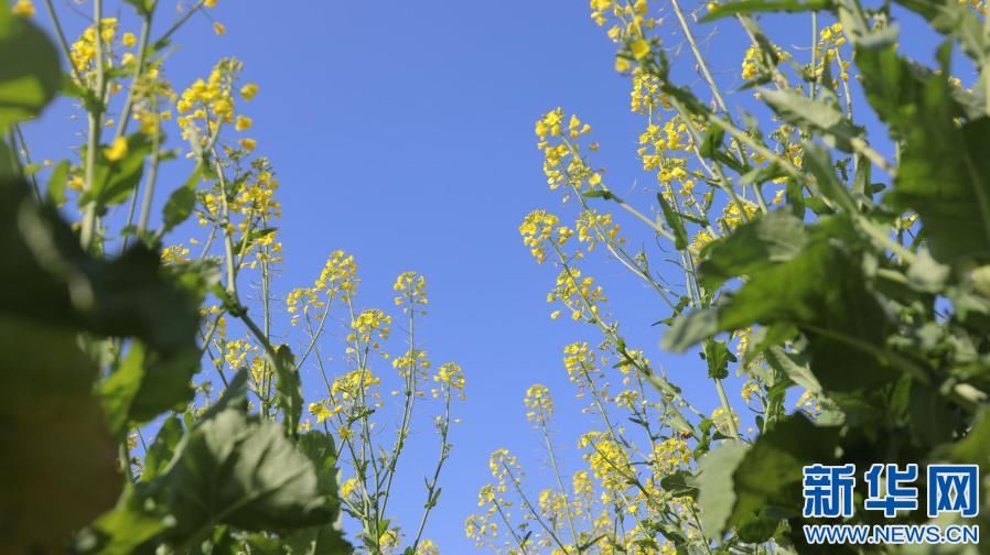 江西兴国：油菜花开景如画