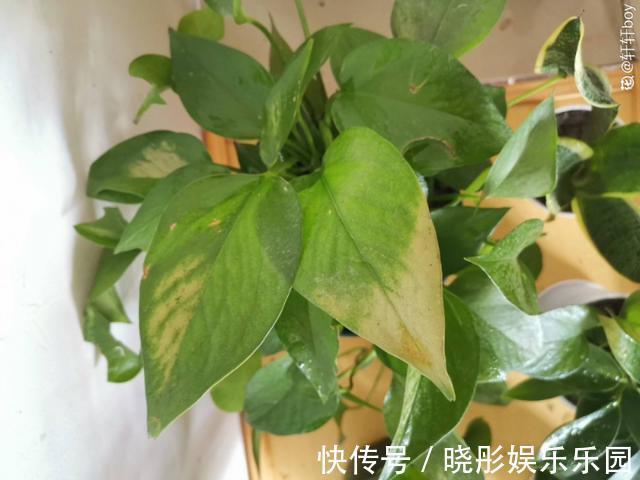 最怕晒的10种花,赶快搬进屋,否则会死掉