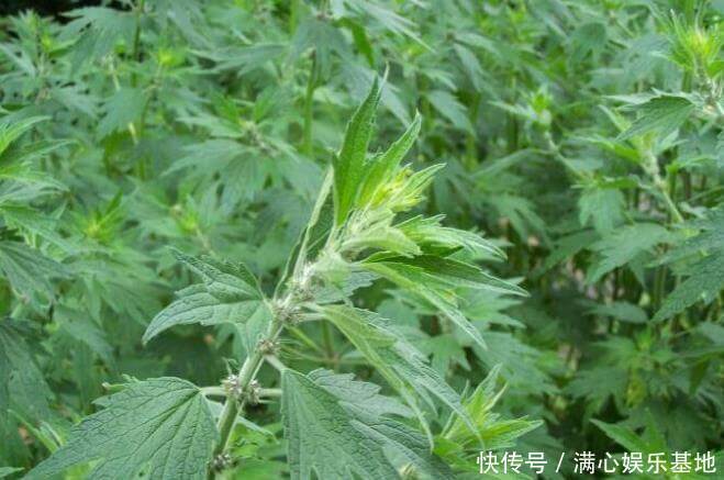 农村带刺的植物名字 农村带刺的植物名字