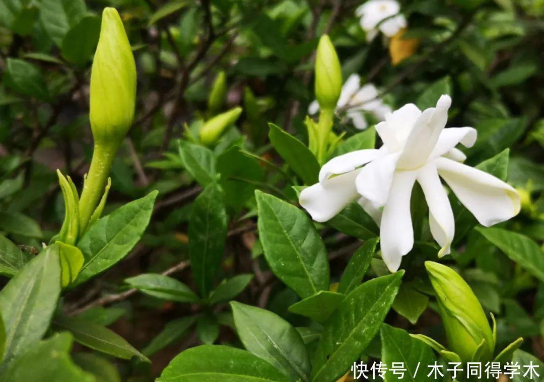 马上进入花期的花，10天一次肥，下个月就开花