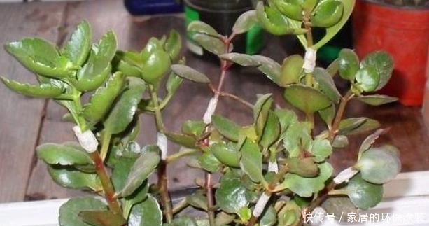 塑料袋|塑料袋养花:6个小方法,看完就有人后悔以前全扔了