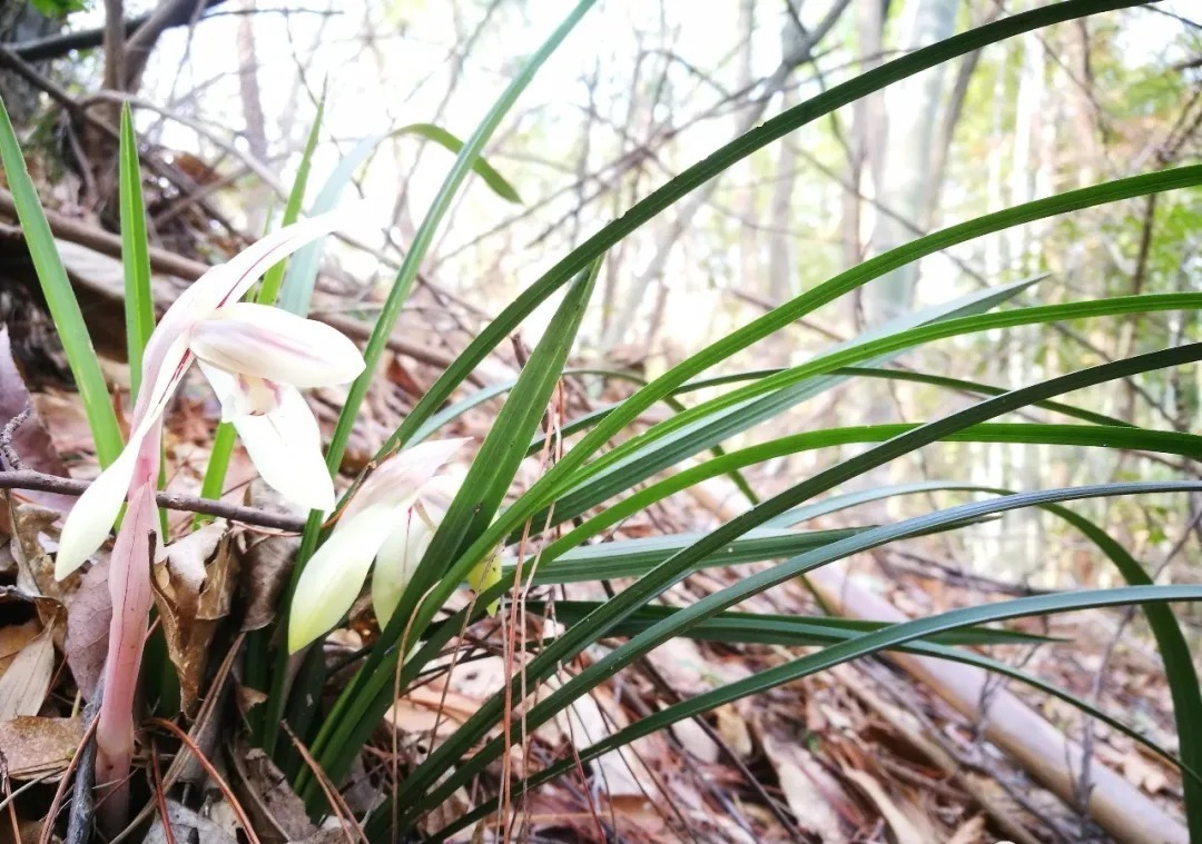 野生|家养兰花常发病,为什么野外的兰花病害少?兰友一语道破玄机