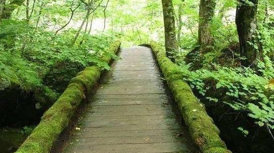 收获|路边常见的“它”,挖一块铺花盆里,不花一分钱,15天后收获惊喜