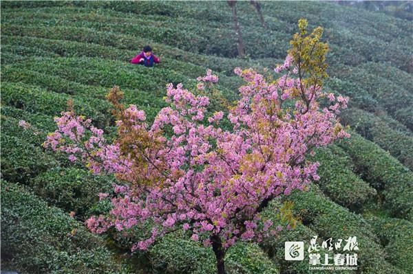 美！无量山万株樱花开了