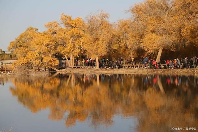 秋天|36首诗词，描写胡杨林里的故事:多少沧桑都淡看，诗吟大美在金秋