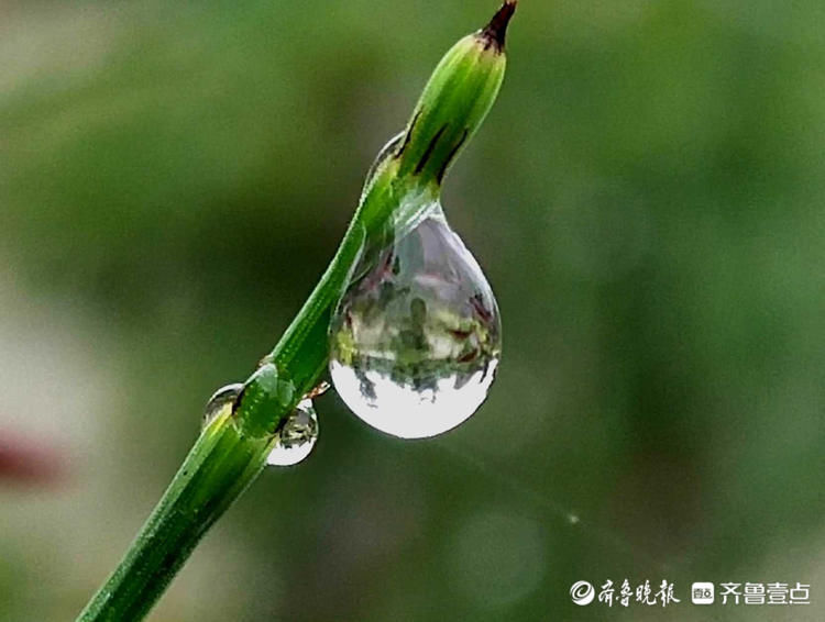 一闪一闪亮晶晶！清晨接骨草挂满露珠，别有一景|情报站| 壹粉