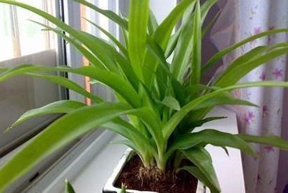 波士顿|3种花“不喜光”,就爱待“厕所”,一年四季叶片亮,盆盆花儿旺