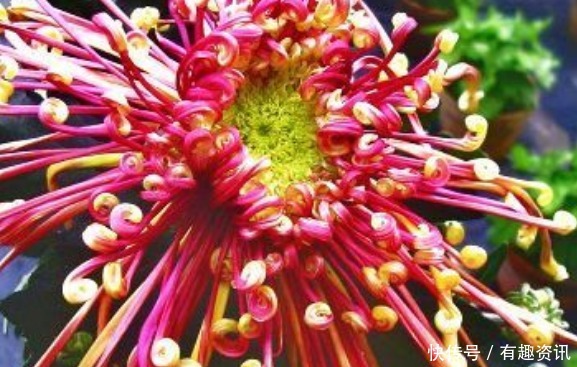 养花|新手养花,不如养盆花中精品“花芳菊”,似彩凤飘舞,绚丽多姿