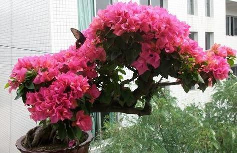 冬季养三角梅,2种肥扔盆里,剪几刀,叶片茂盛,开花爆盆