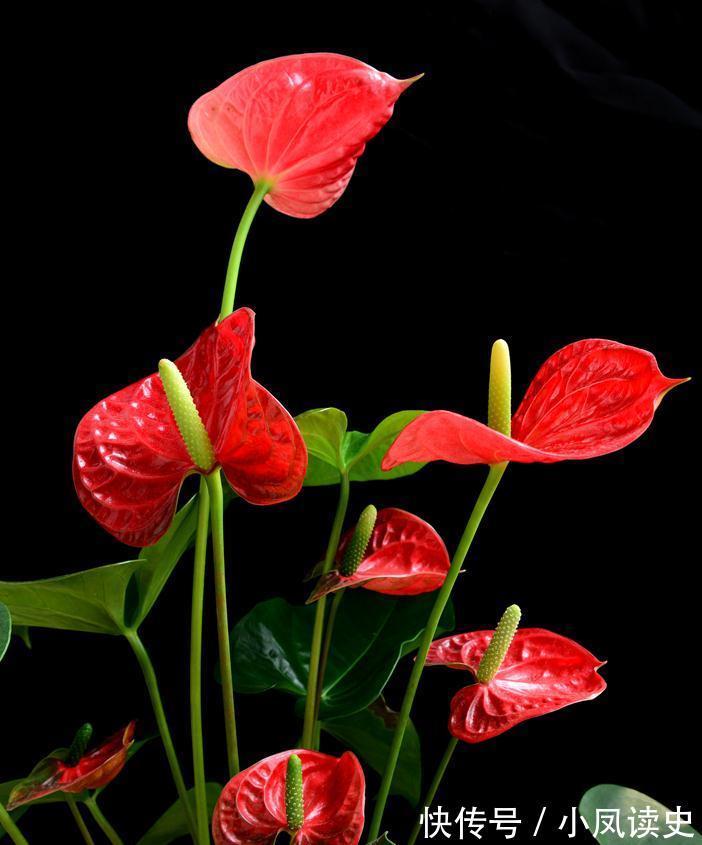 6种“富贵花”天生怕晒,客厅没光照,照样开满花,吉利旺家