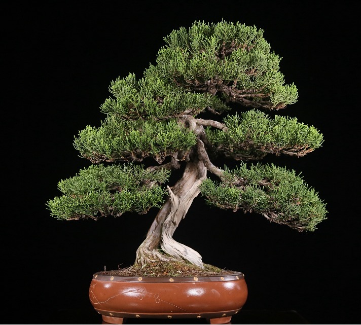 赏玩盆景彰显心灵深处的情怀，换个心情欣赏精美盆景，拍照上图