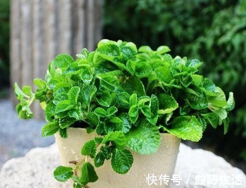 薄荷|“细菌”不喜欢的“3种花”,多养几盆,家里香喷喷,心情美美哒