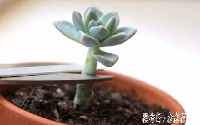 叶片|这三种简单方法可以繁殖多肉植物,叶片、枝条和侧芽都可培育
