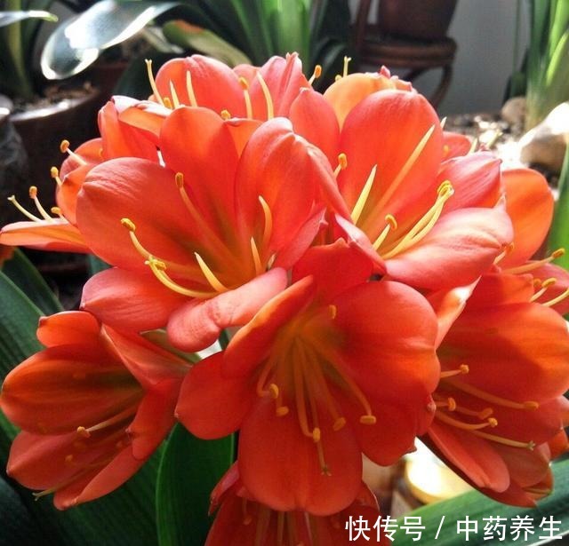 春节前养“君子兰”最关键,2种“肥料”撒盆里,呼呼冒花箭!