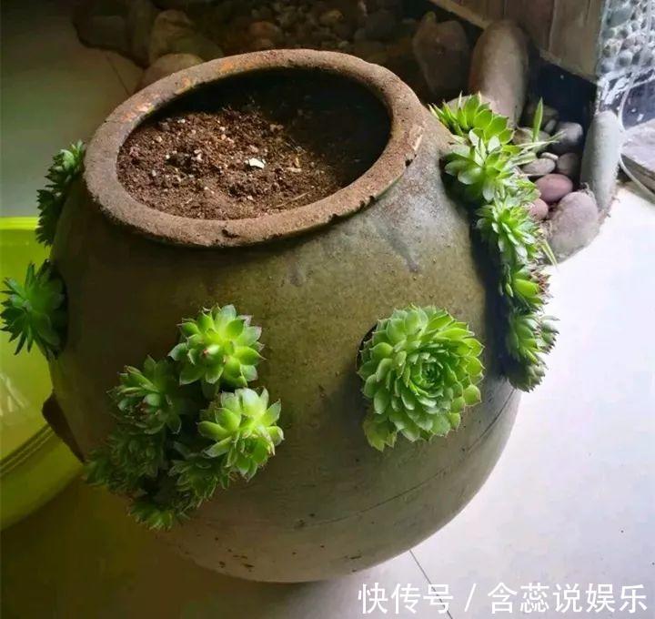 坛子|他用菜坛子种多肉，1分不花，呼呼长成“大米饭”！