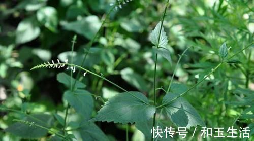 野草|农村这种野草长满刺，农民见了就砍，却不知是珍贵的“接生草”