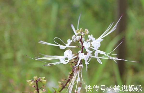 石良药|农村俗称“肾草”,遇到赶紧挖回家,如今很稀少,是打结石良药