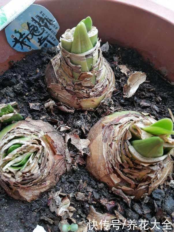 花花|养花要用小花盆,盆越小、挤着养,才能开出漂亮花