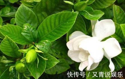媳妇|媳妇养栀子花有方法，浇花时放点它，叶片翠绿肥厚花开不断！