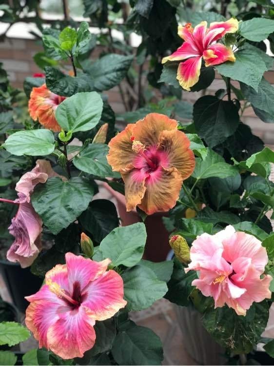 北方家里当宝的花，南方大马路上全都是，我酸了！