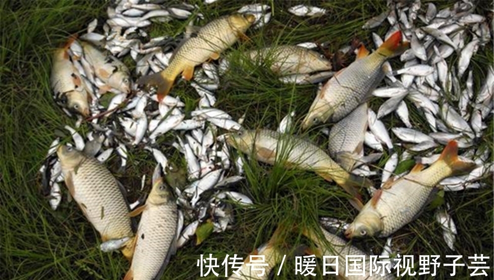 夏季|夏季野钓,遇上杂鱼疯狂闹窝,你会如何处理?是收杆还是继续守?