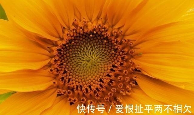自然界中有些植物的“花序”为什么不尽相同，其中有什么秘密？