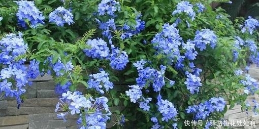 群花|冬天养蓝雪花,了解掌握3个要点,顺利春化,来年开出层叠群花!