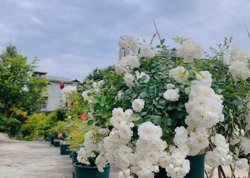 彗星——阳台盆栽“新宠”，常年开花，花量丰富，好看又好养