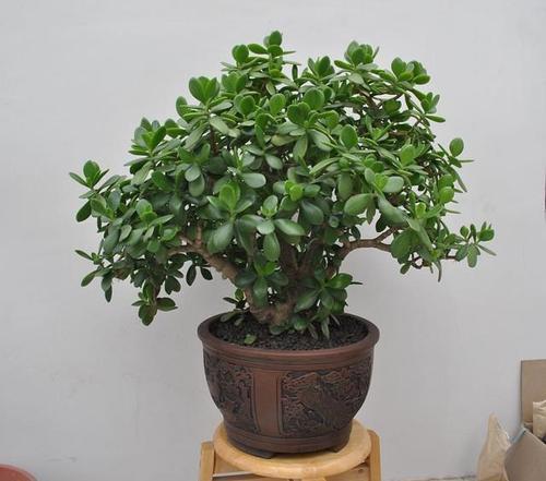 3种高颜值的肉质植物,养成盆景美极了,内附养护技巧