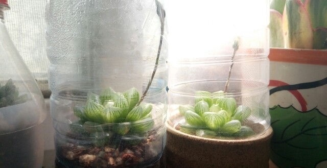 “塑料瓶”竟是养花神器，学会“4种”用法，一生受用、养花旺