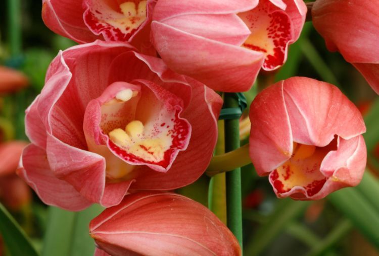 喜欢菊花,不如养盆“百花之王”大花蕙兰,开花金灿灿,惹人喜爱