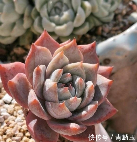 几款大众多肉,适合新手,春天可以入手,放在露台很快出状态