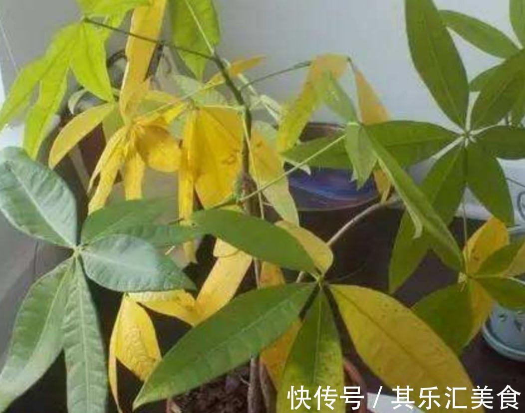 三种植物夏天爱黄叶，改善养殖方法，叶片绿，长势好