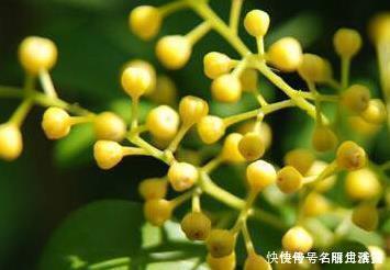 花盆|这三种花堪比香水，养在家里空气清新无异味，健康无忧