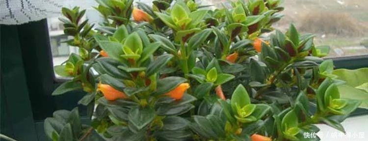 金鱼吊兰怎么养爆盆？学会关键5点