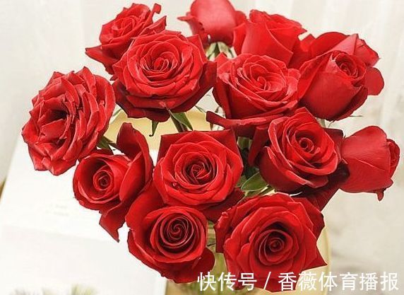 喜欢玫瑰,不妨养“玫瑰精品”卡罗拉,雍容华贵,寓意炽热的爱情