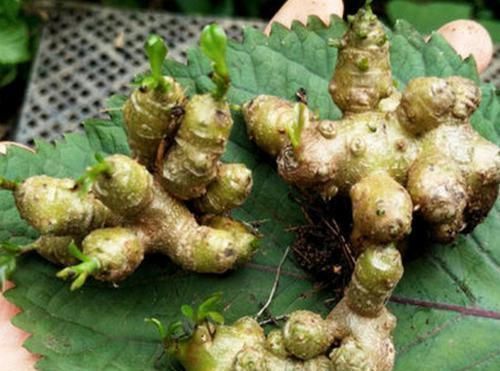 农村常见没人要的野草,却是腰间盘突出的“神药”,七天就见效