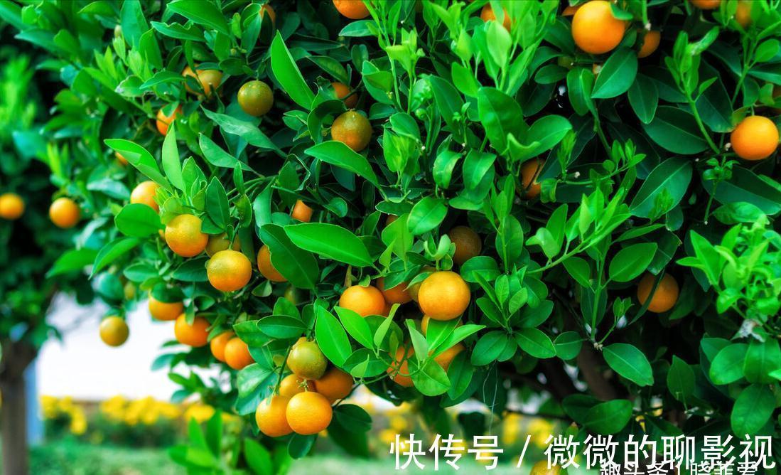 7种“旺宅树”，家有空地建议种一棵，能吃好看，旺财添福寓意好