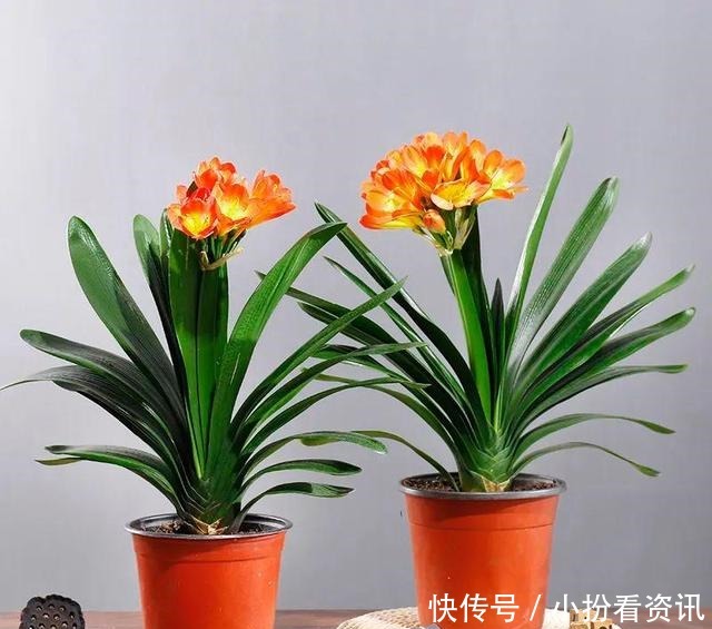 君子兰的土里掺点“它”,10年不烂根,越长越壮实
