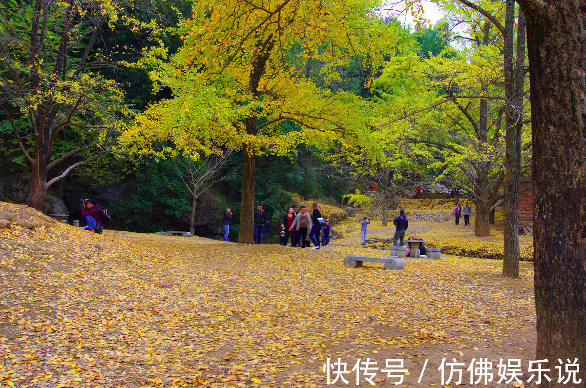 白酒|鼻炎不管多厉害,一把艾叶就搞定,方法一学就会,效果好还不反复