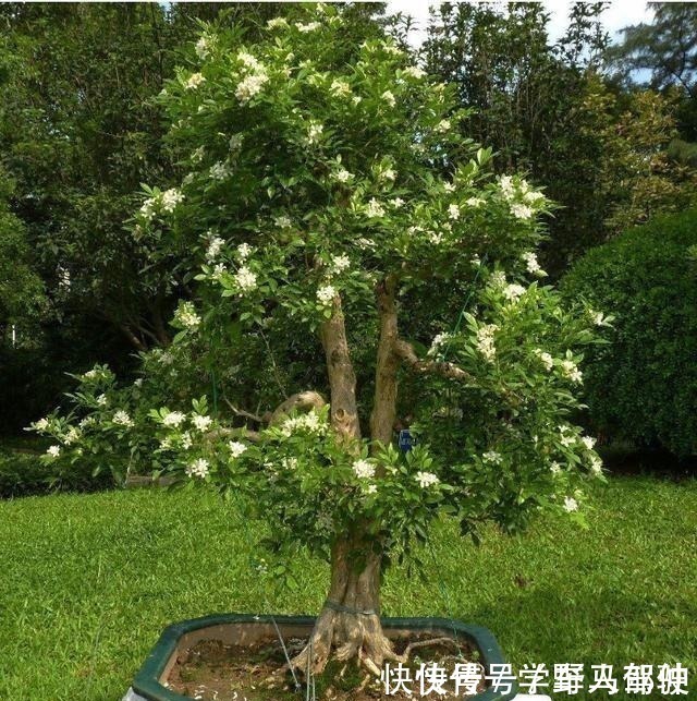 小花|不是我吹,此花我国最香,净化空气效果是绿萝10倍,落土里就活!