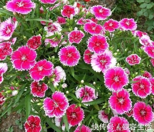 4种花高贵优雅，看了就让人沉醉，吉祥富贵，红红火火好运来