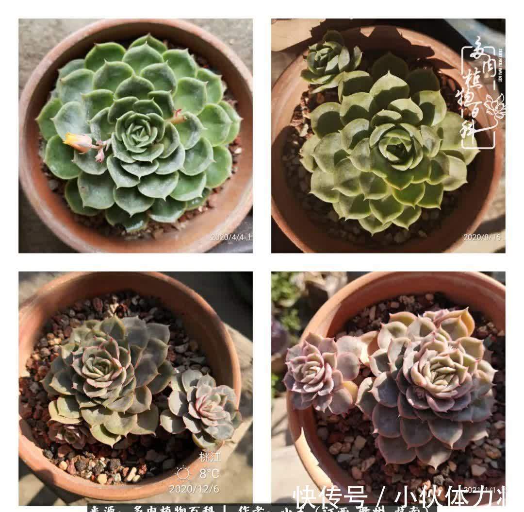 懵懵懂懂入肉坑，跌跌撞撞养多肉